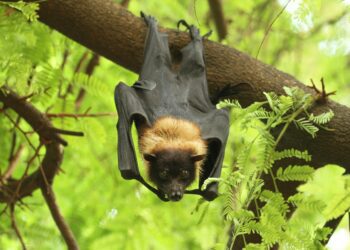 Bats are targeted widely in Kerala because of the Nipah scare. Photo: David Raju