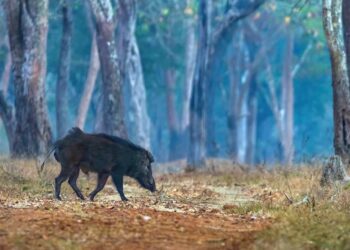 A wildboar in Wayanad. Photo: Hadlee Ranjith