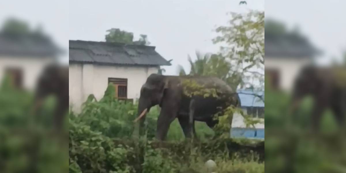 The elephant that strayed into Ulikkal. (Supplied)