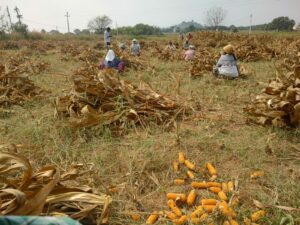 Women, most of them belonging to Peddakodur, working at the fields of G Chandrava. 