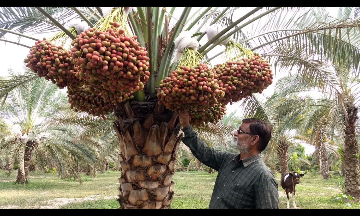 Date palm Andhra Pradesh