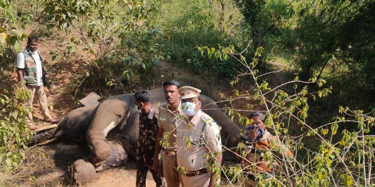 Elephant found shot dead in Hosur forest