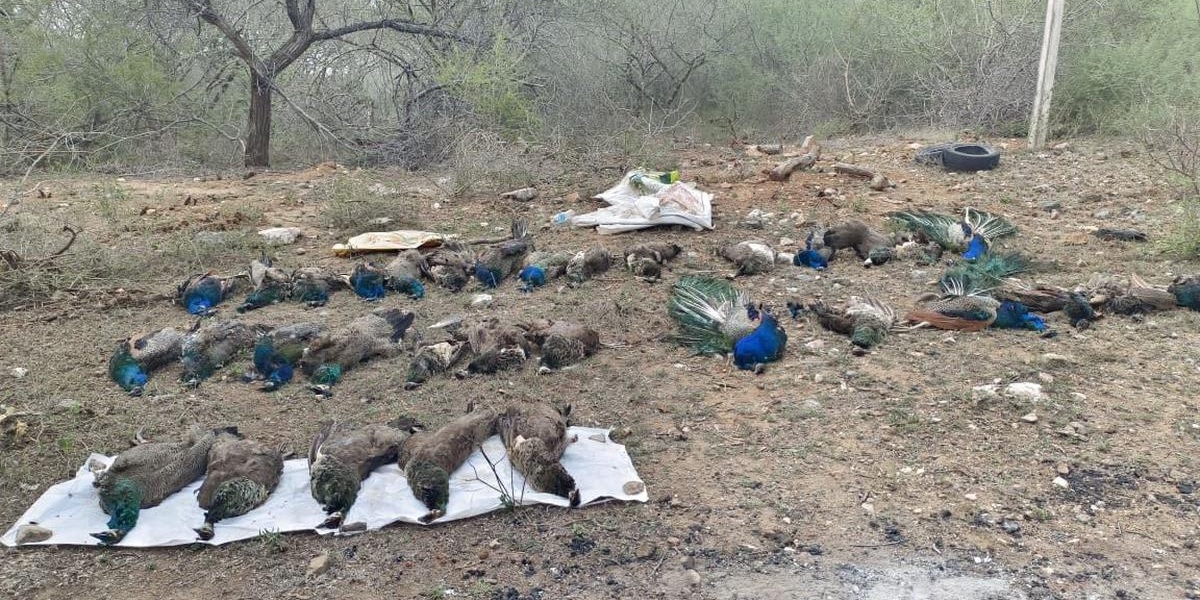According to the Forest Department, 17 peacocks and 16 peahens, were found in four adjacent farms at Gandhi Nagar in Vadambacheri panchayat. (Supplied)