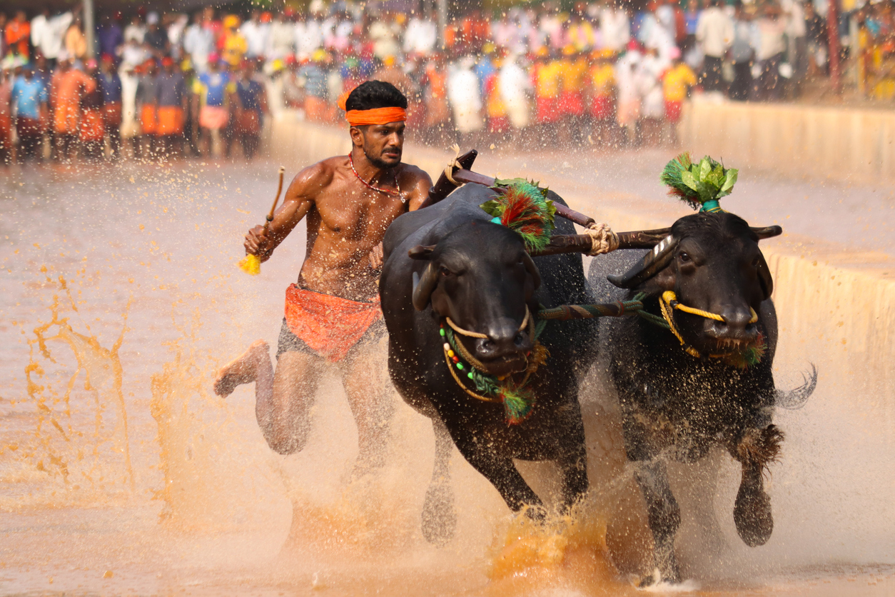 Bengaluru all set to host its first ever Kambala buffalo race on 25 and 26  November - The South First