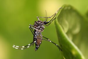 Aedes aegypti mosquito, (Wikimedia Commons)