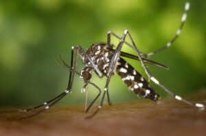 Aedes albopictus mosquito. (Wikimedia Commons)
