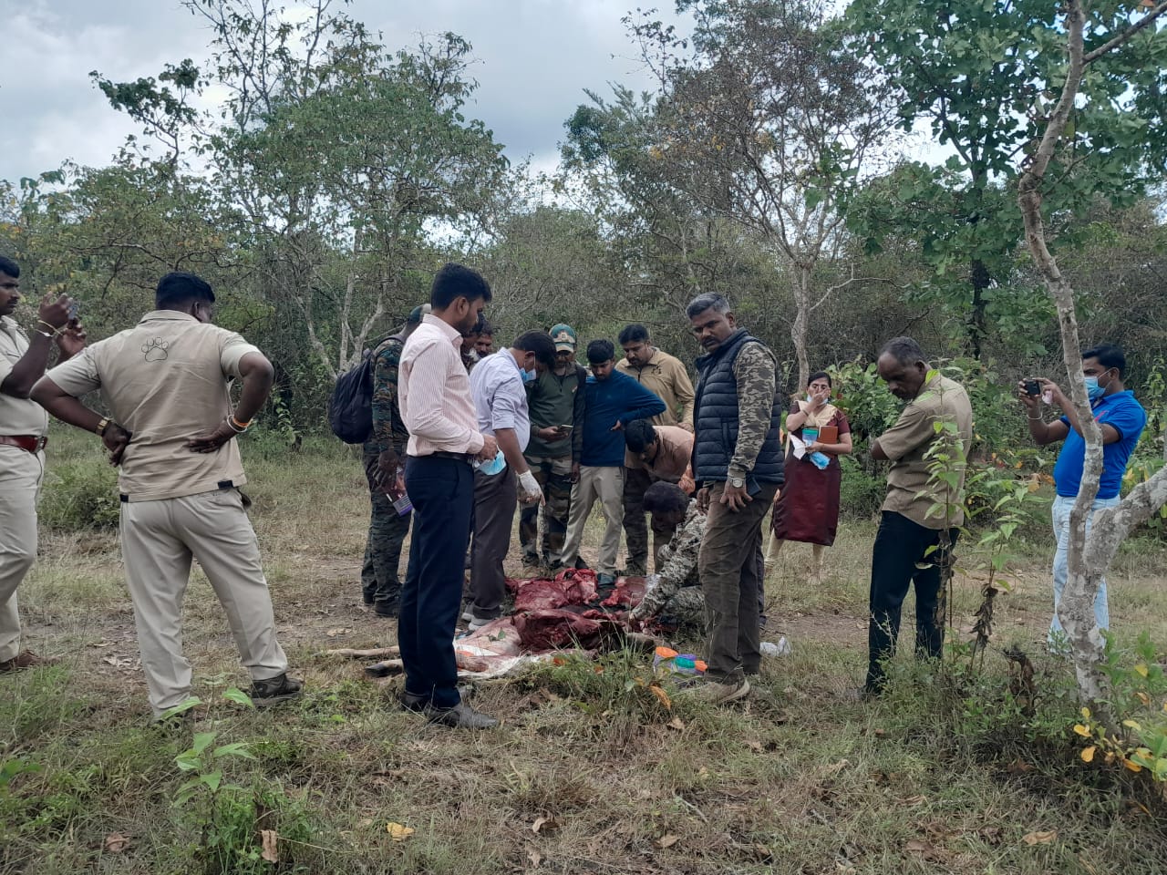 Forest officials at Bandipur Tiger Reserve with the hunted Sambar deer's carcass
