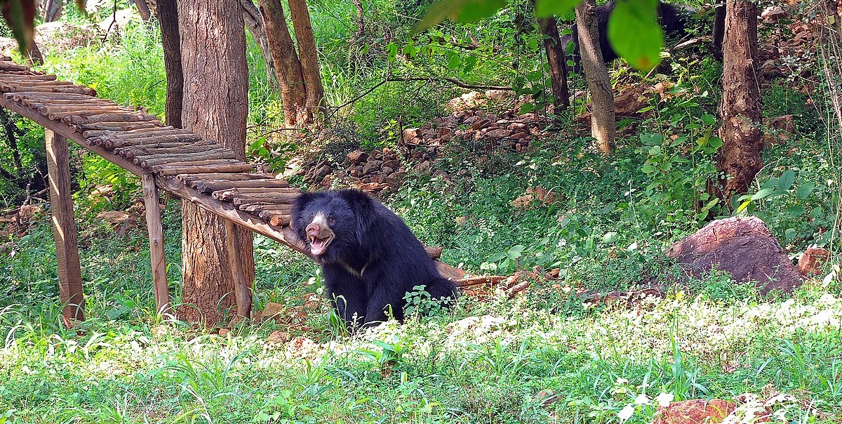 Himalayan Bear in Vizag Zoo.