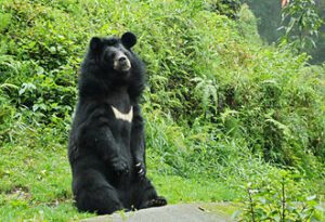 Staff from Jambu Zoo accompanied the animals' journey from Jammu to Chennai. (Wikipedia)