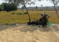 Devamma Singam drying paddy in Dharmapur. (Sumit Jha/South First)