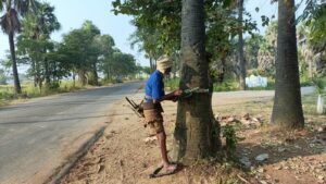Srinu preparing to climb the third tree of the day. (Sumit Jha/South First)