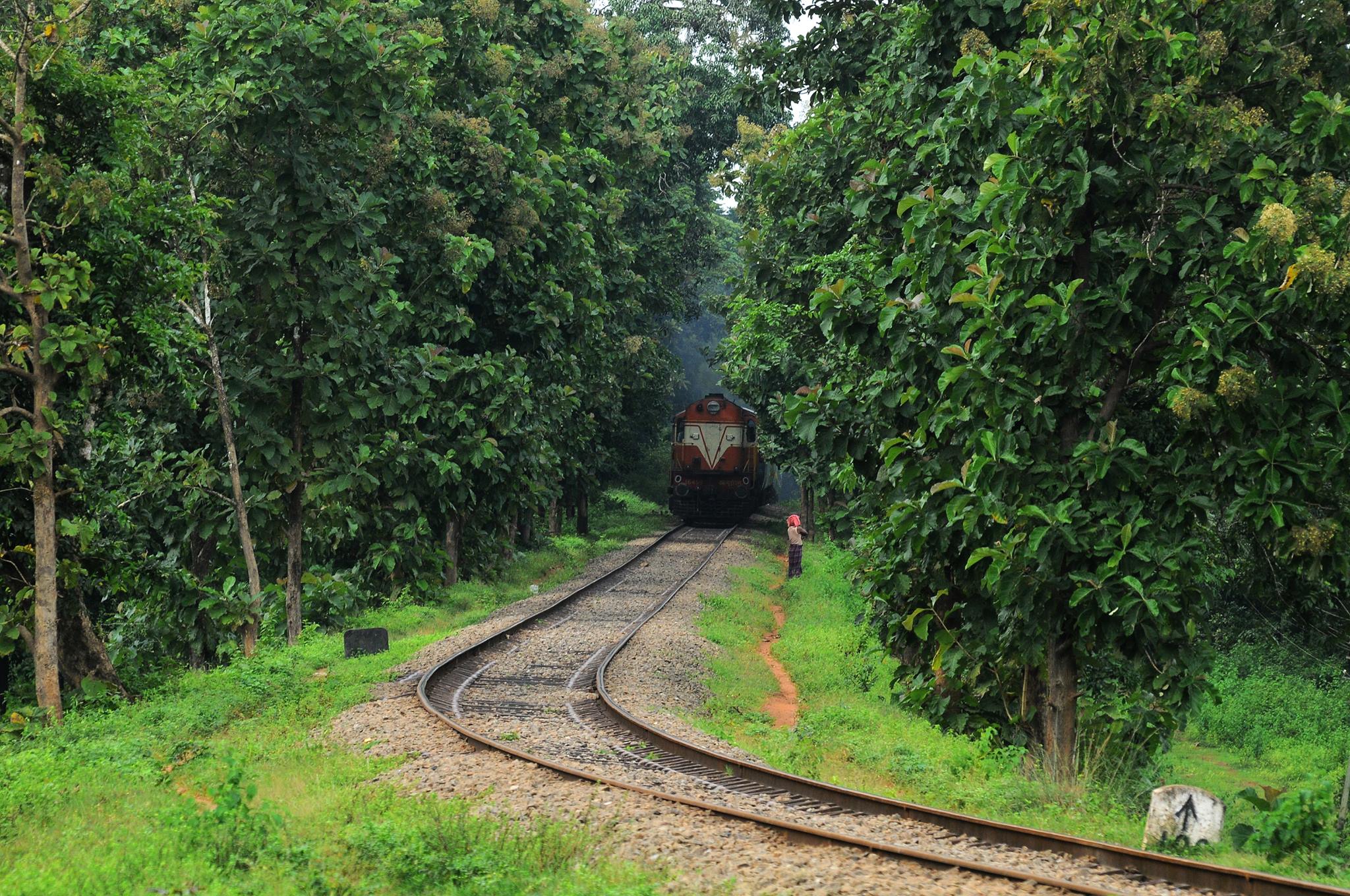 The rail route between Shornur and Nilambur. Photo: Kerala Tourism