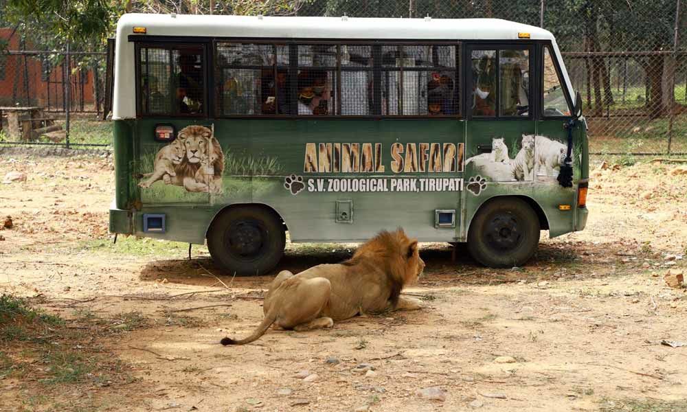 Lion safari at Tirupati Zoo. (Sourced)