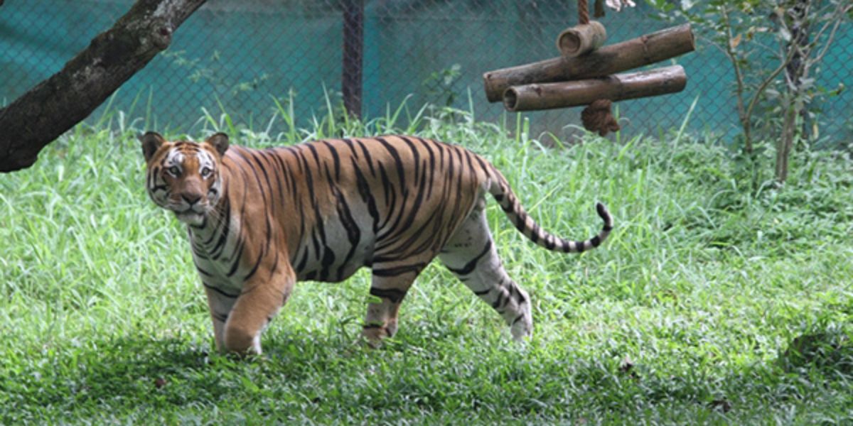 A tiger in Bannerghatta Biological Park Bengaluru. (Official Website)