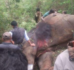 Arjuna lying dead after the attack of rogue elephant at the Yeslur Forest in Sakhleshpura on Monday. His mahout is seen hugging him and weeping
