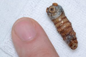 Botfly larva. (Wikimedia Commons)