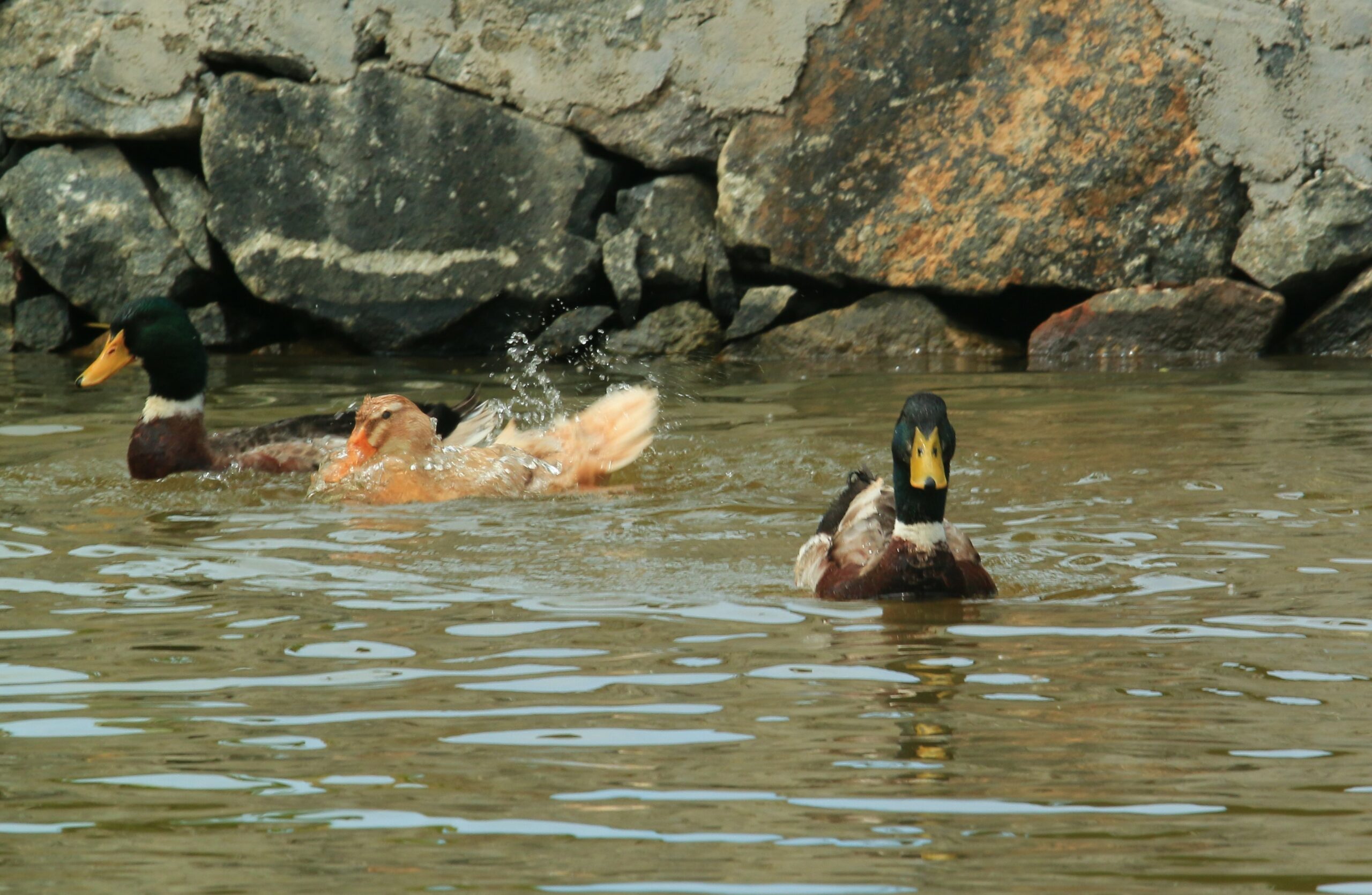 Kuttanadan ducks. Photo: K A Shaji