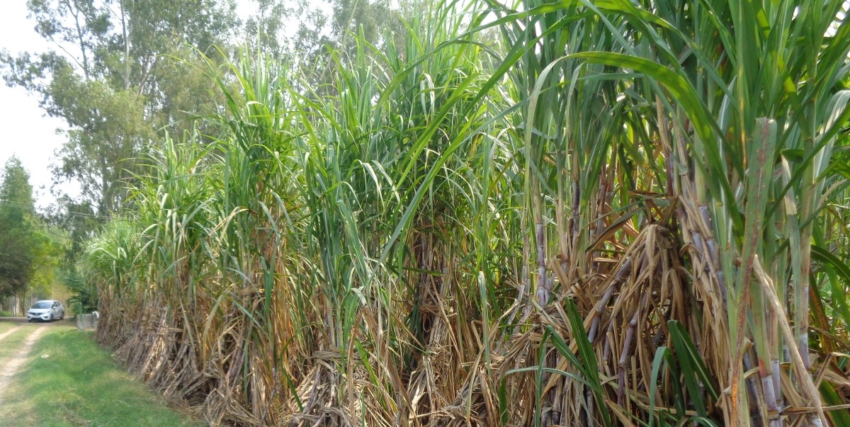 Punjab hikes sugarcane SAP by ₹11 per quintal; farmers reject move, demand more