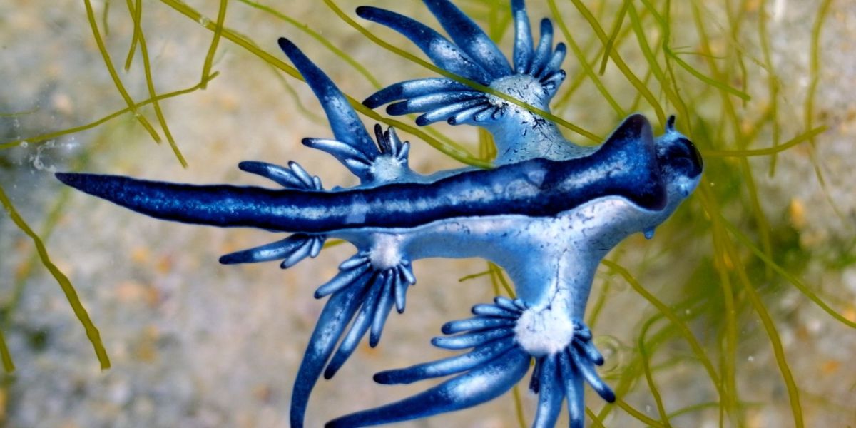 Blue Dragons were spotted on Elliot's Beach in Besant Nagar. (iStock)