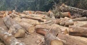 Karantaka Mysuru MP Paratap Simha Hassan Belur Wood Smuggling