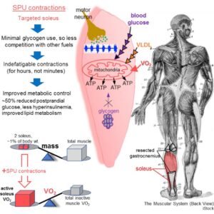 Soleus exercise benefits 