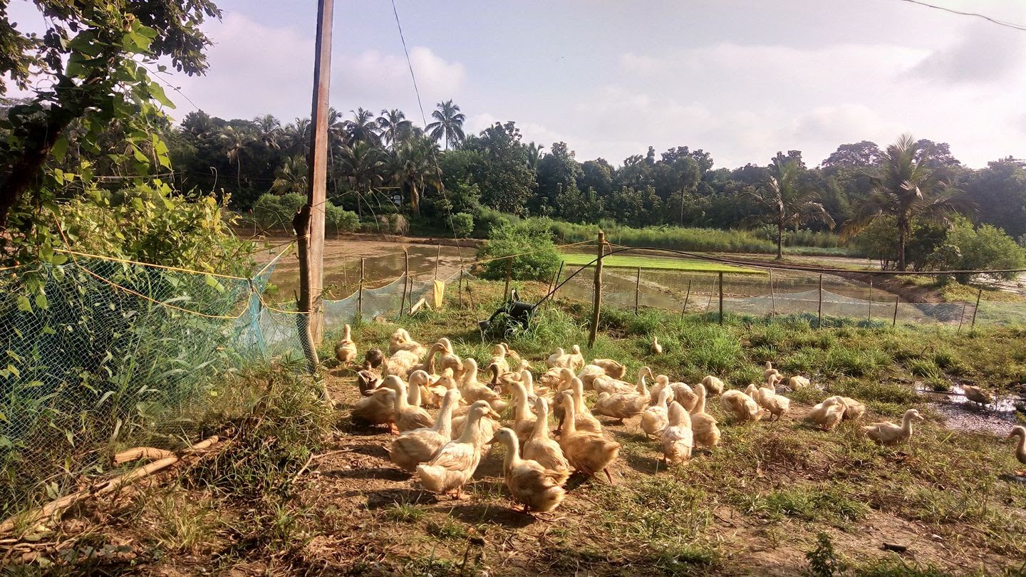 Ducks of Kuttanad.