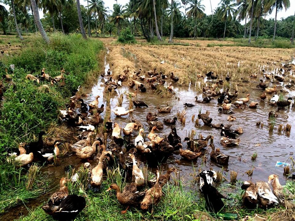 Ducks of Kuttanad. Photo: K A Shaji