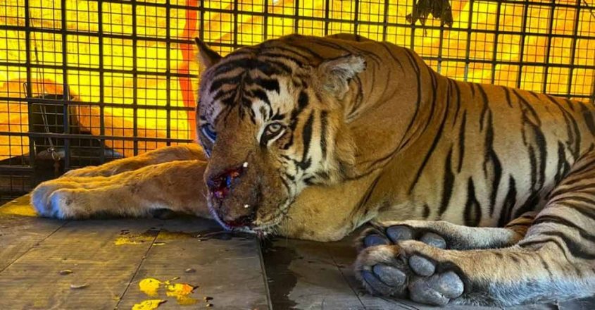 Wayanad, Thrissur zoo: The tiger after its capture. (Supplied)