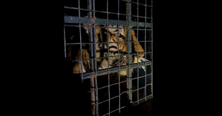 The captured Wayanad man-eater tiger. (Supplied)