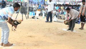 The cock fighting in Godavari from 2022. (Supplied)