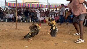 In a fight mode between the cocks. (Supplied)