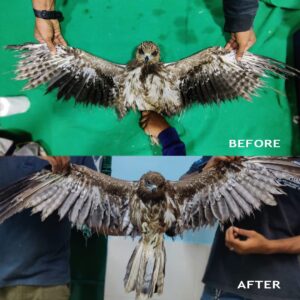 A bird before and after the imping surgical procedure of its wings