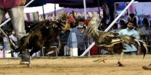 Every year, it is estimated that at least 2 lakh fighting roosters entertain spectators during the three-day festival. (Supplied)