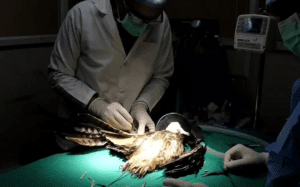 The impinging procedure for the injured bird
