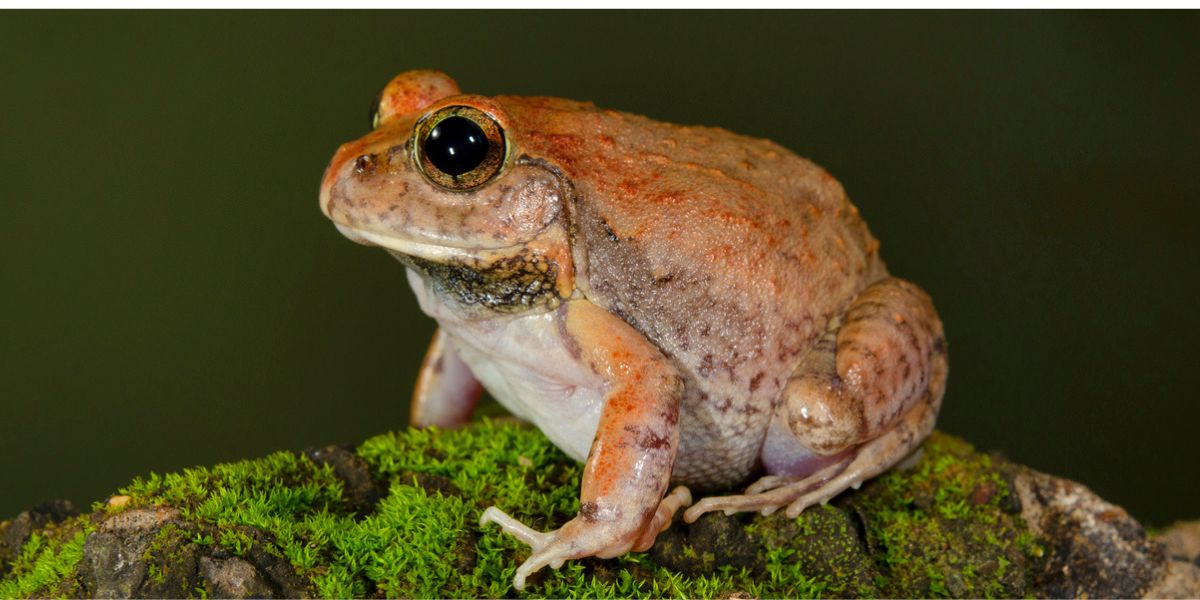 Sphaerotheca Varshaabhu, meaning a genus of frog which welcomes rain, has been attributed to its behaviour of coming out of burrows during the early showers.