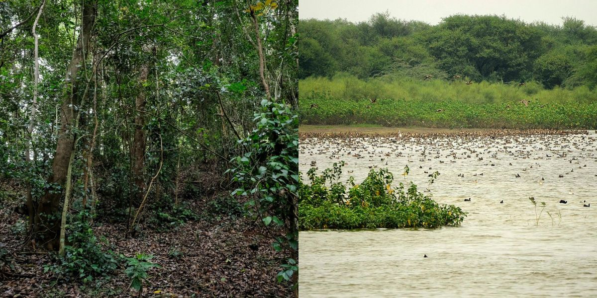 In a significant environmental stride, Tamil Nadu has added two more Ramsar sites, recognized globally for their ecological importance. (Facebook/Wikipedia)