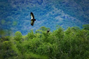 Oriental White-backed Vulture, Long-billed Vulture, Red-headed Vulture and Egyptian Vulture are found in Tamil Nadu. (Pravin Shanmughanandam)