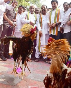 YSRCP regional coordinator Y.V. Subba Reddy kick started Sankranti celebrations in Vizag with his party cadre. (Sakshi)