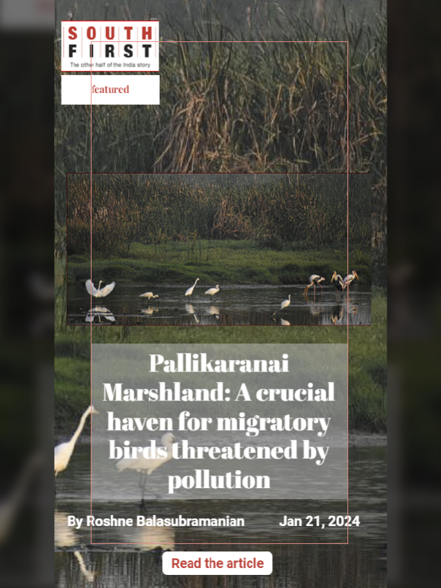 Pallikaranai Marshland: A crucial haven for migratory birds threatened by pollution
