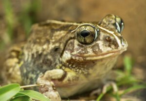 The newly unearthed amphibian exhibits distinctive characteristics that set it apart from known frog species