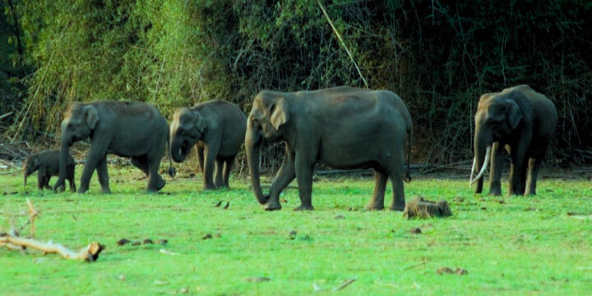 Human-drawn boundaries won’t resolve human-animal conflicts; joint efforts required: Kerala High Court