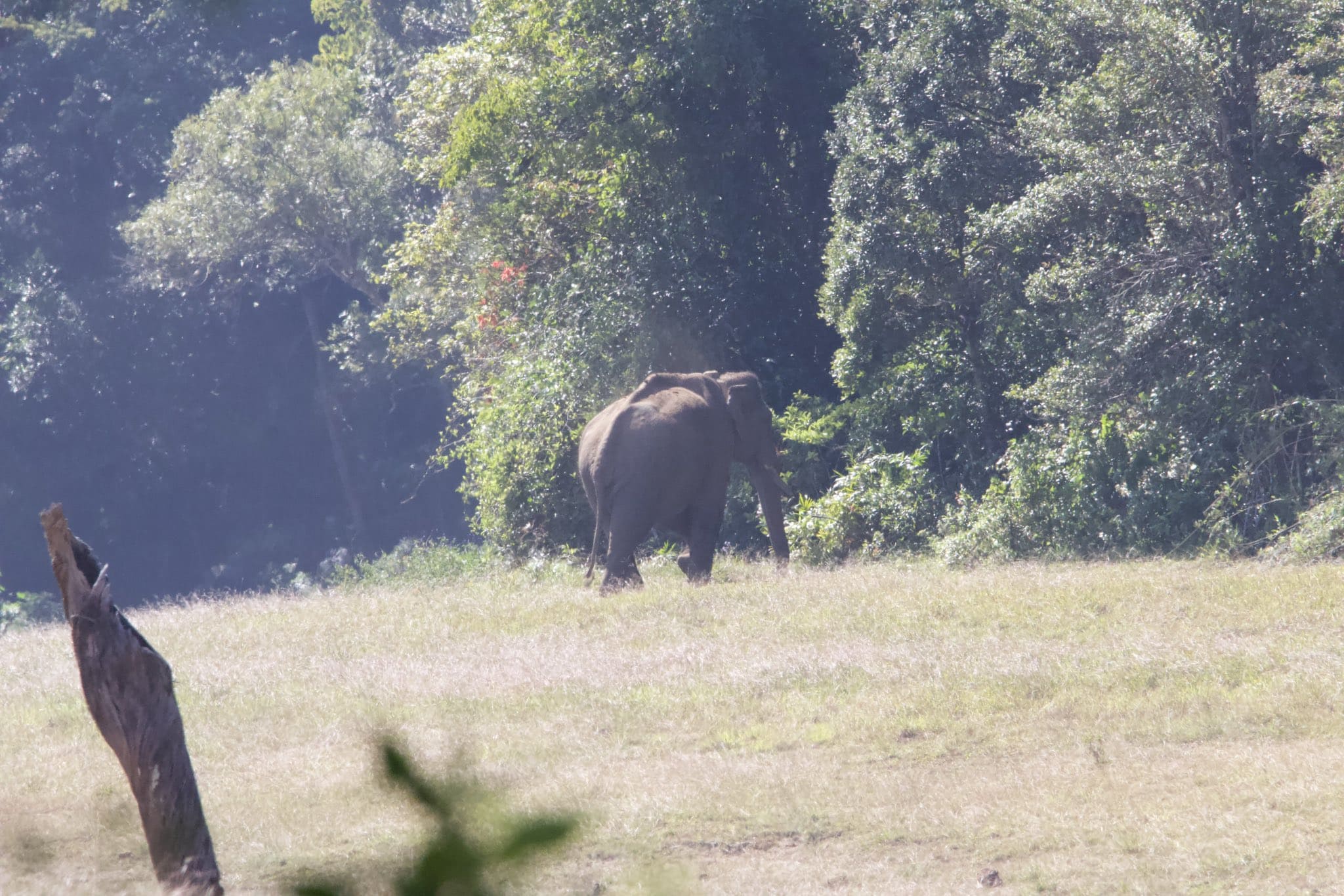 Arikomban, captured from Idukki, Kerala, was recaptured from Cumbum in Tamil Nadu's Theni, and sent to Kalakkad- Mundanthurai reserve, a low elephant-dense area. (Supriya Sahu/X)