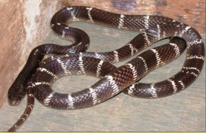 The common krait is considered the most dangerous snake in India. (Wikimedia Commons)