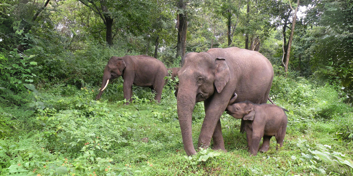 A herd of elephants walking through the forest. (AJTJohnsingh)