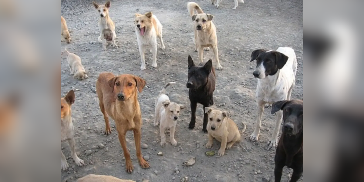 Strays dogs. Representational image. (Creative Commons)
