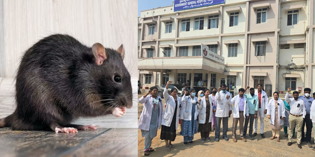 Doctors across Telangana protest medical staff’s suspension over rat-bite incident, threaten indefinite strike if order not revoked