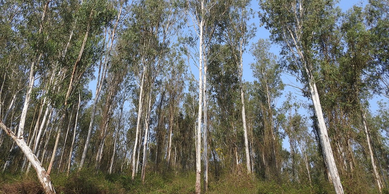 Karnataka government to form panel to decide on lifting ban on eucalyptus plantation