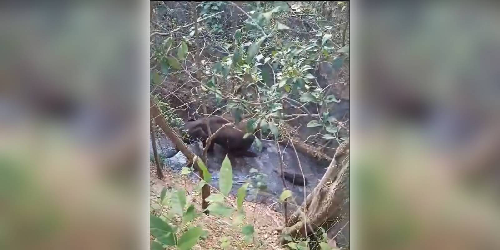 Video clips of baby elephant rescue by Pollachi foresters go viral