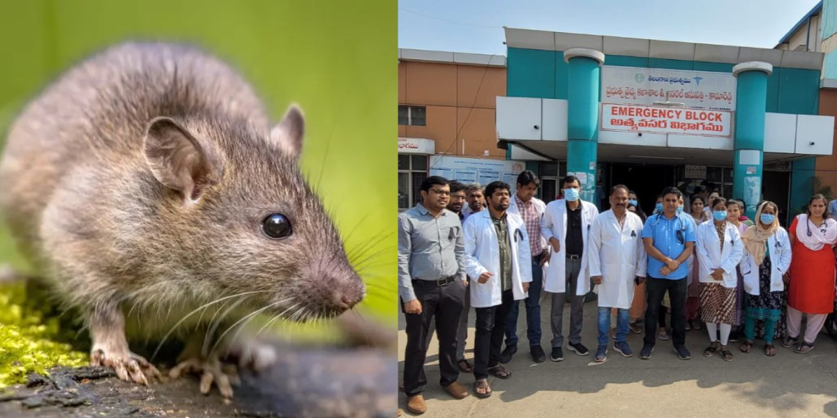 Telangana hospital rat-biting incident: Health Minister assures revocation of suspensions following probe results