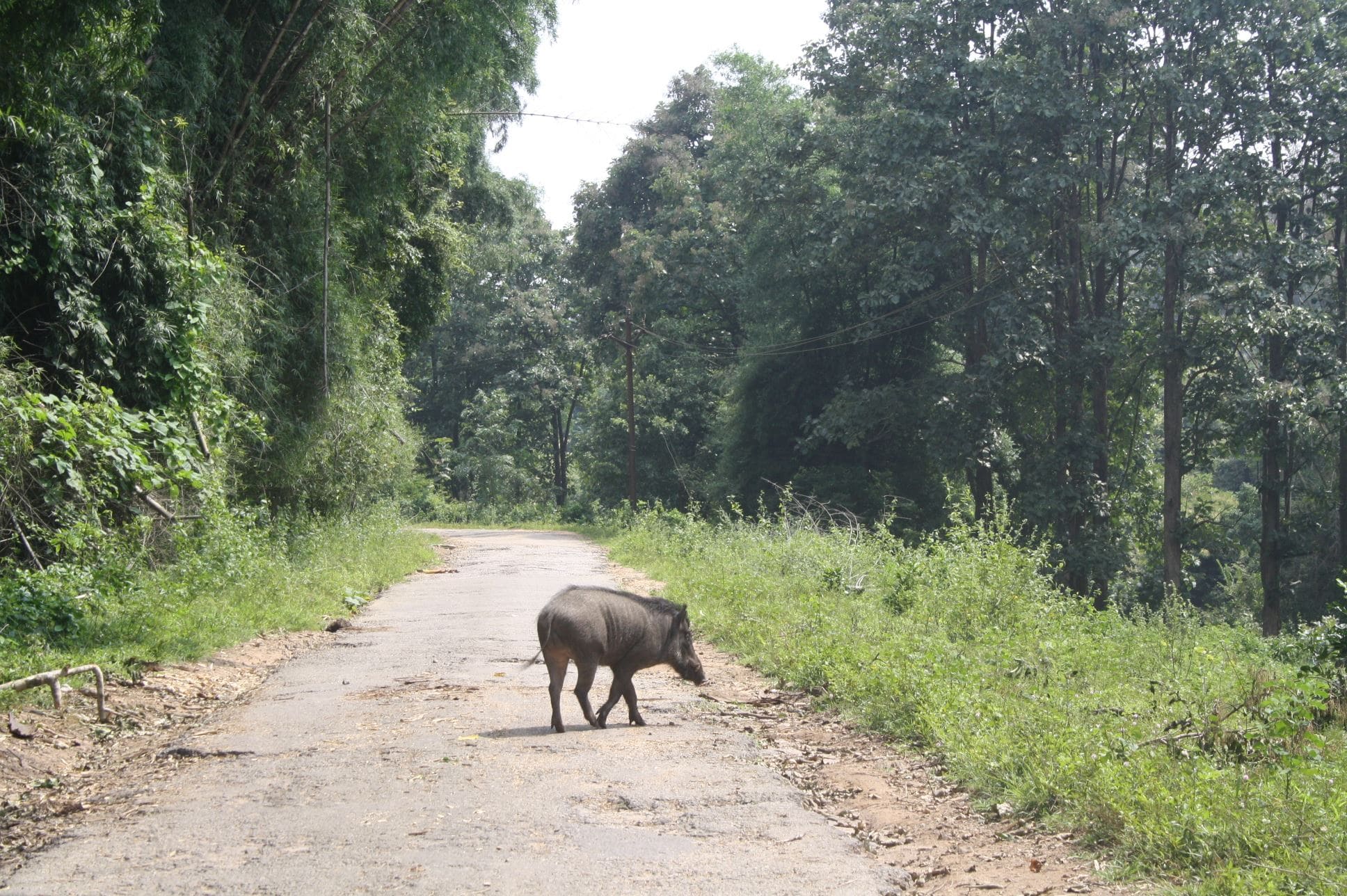 One of the suggested amendments in the resolution passed recently by the Kerala Assembly was to declare or classify as vermin wild boars that come out of the forests and multiply in human-inhabited areas. (South First)